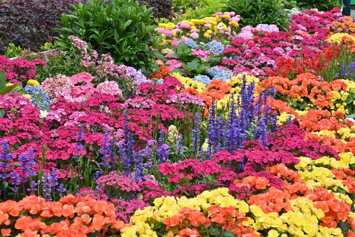 10 Easy Annual Flowers to Sow Direct in March for Summer Colour