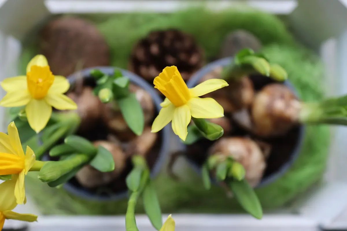 How to Plant a Spring Bulb Lasagne Pot for Continuous Colour