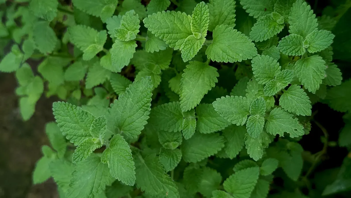 Mint vs. Lemon Balm: Which to Grow and How to Stop Them Taking Over