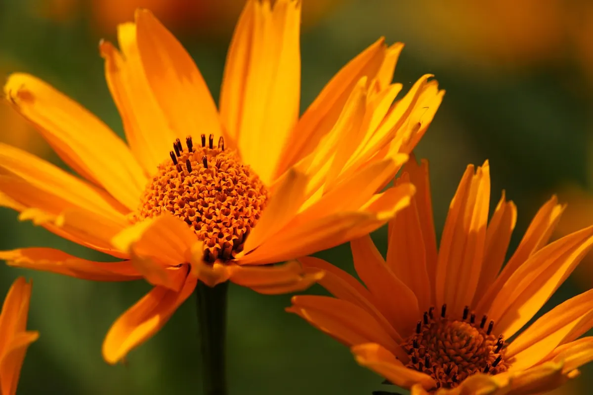 No-Dig Gardening Explained: What It Is and Why It Works for UK Plots