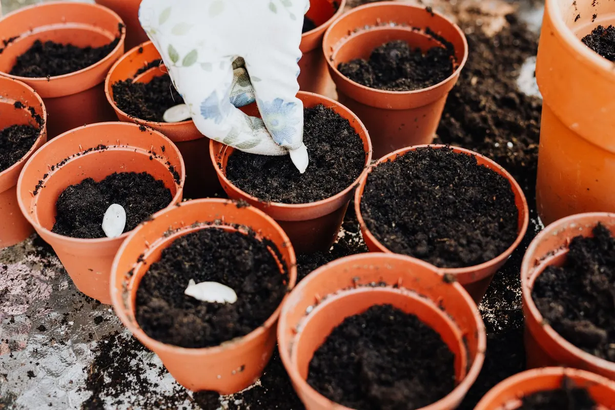 What to Sow in July for a Late Autumn Harvest in the UK