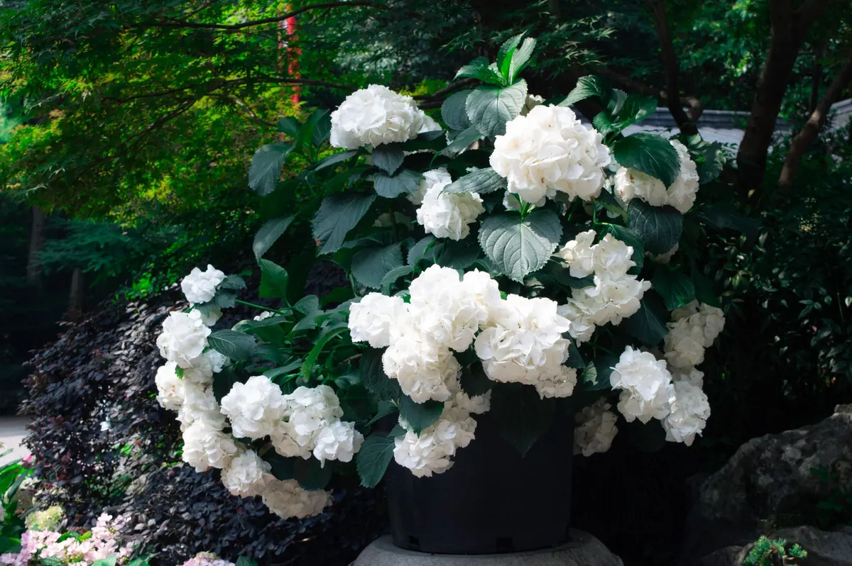 Why Your Hydrangeas Aren't Flowering: 7 Common Causes and Fixes